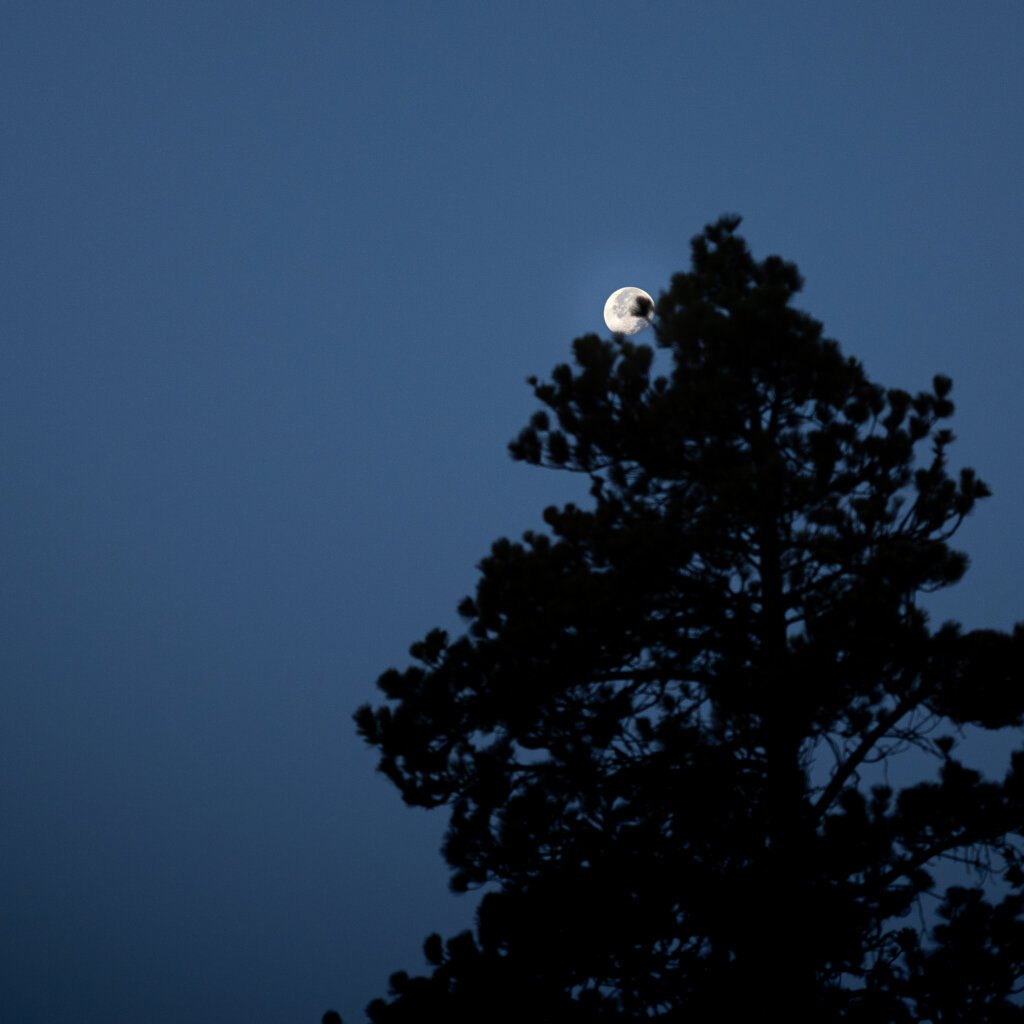 A photo of the moon rising from behind the very top of a pine tree.