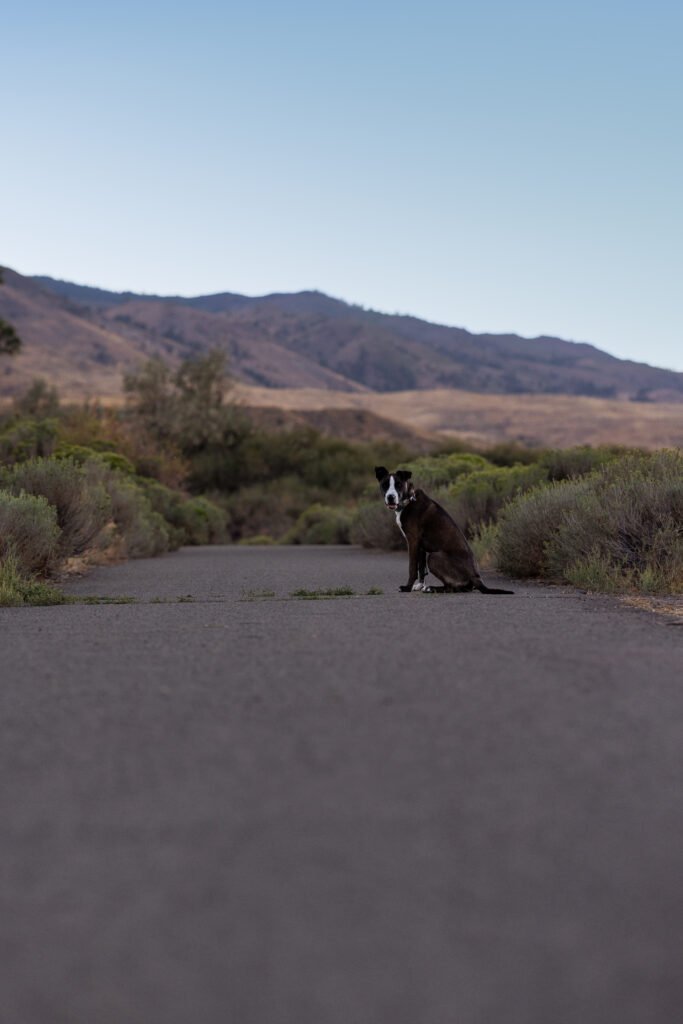 A puppy sits in the distance on a paved trail and looks back at the camera