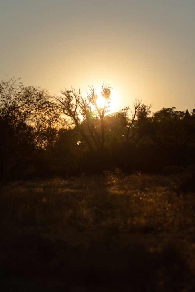 The rising sun shines through the upper branches of a tree in the distance.