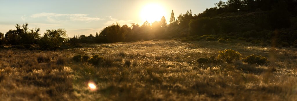 A field lit by the morning sun, smaller plants catch the light marking the field in a polka-dotted manner.