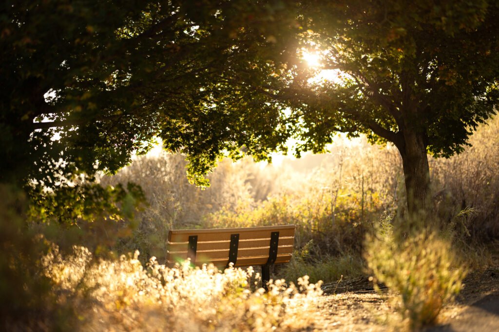 A park bench lit up by the morning sun under the leaves of a shade tree.