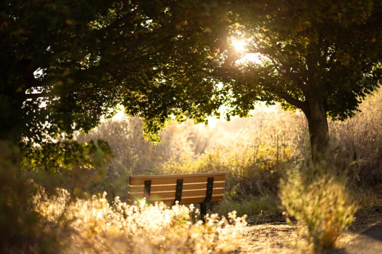 A park bench lit up by the morning sun under the leaves of a shade tree.
