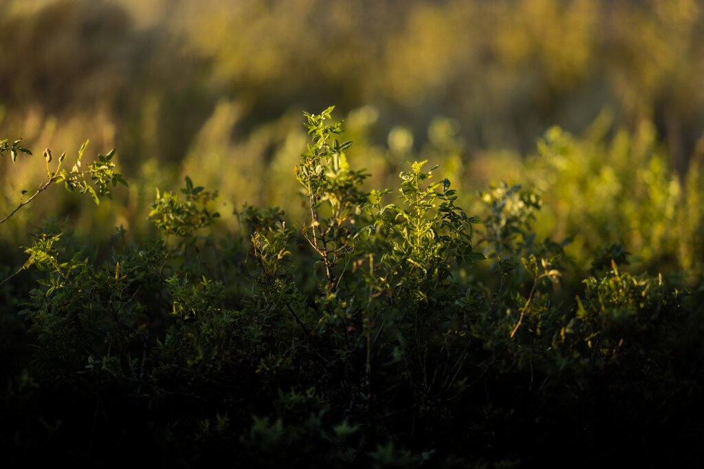 The top portion of a leafy bush is lit by the afternoon sun