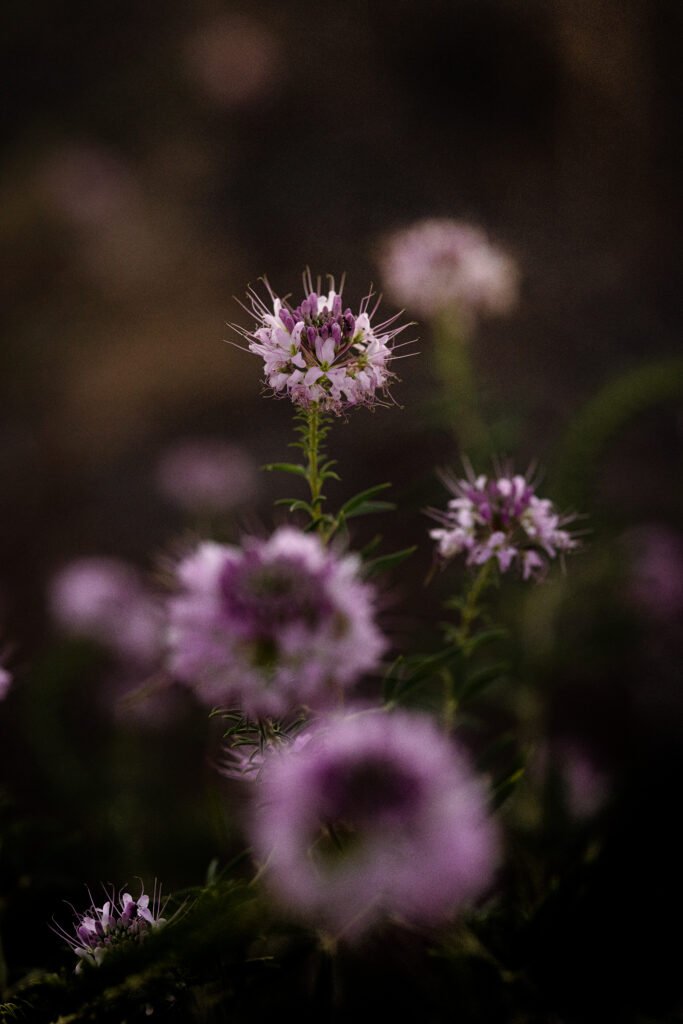 A macro photo of a pink flower in the evening light