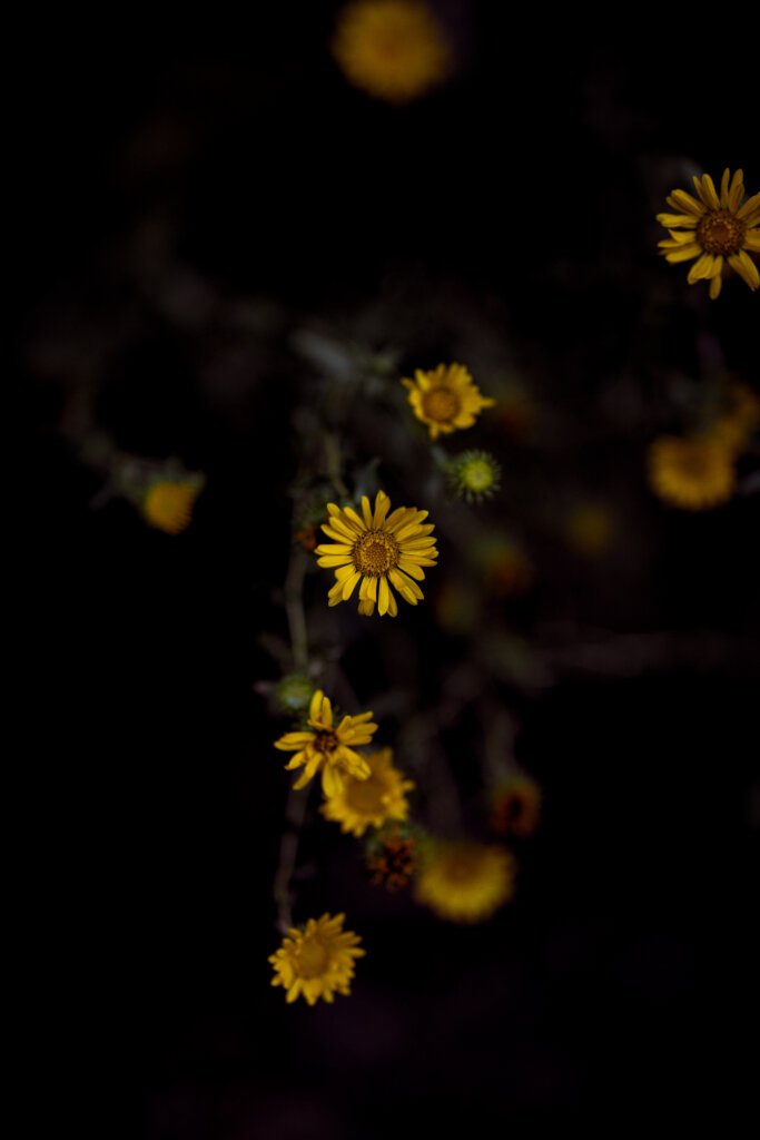 Yellow Flowers a bright and vivid against a dark back drop in this image.
